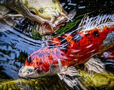 Ikan Koi Bisa Dimakan